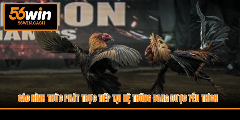 Các hình thức phát trực tiếp tại hệ thống đang được yêu thích 