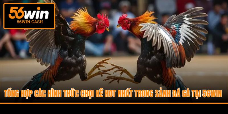 Tổng hợp các hình thức chọi kê hot nhất trong sảnh đá gà tại 56WIN